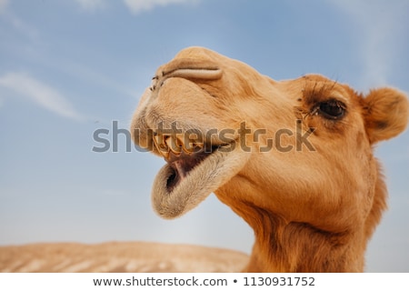 Zdjęcia stock: Head Of The Camel