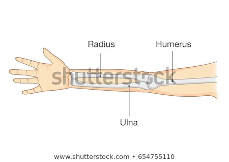Stok fotoğraf: Arm Bones And Parts With Wrist Vector Illustration