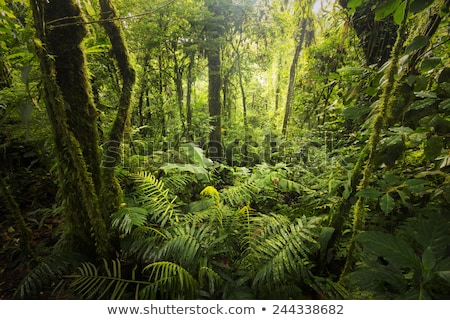 Stock fotó: Beautiful Vegetation From The Cloud Forests From Costa Rica