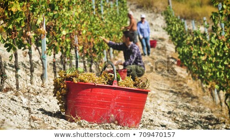Stockfoto: Vintner With Glass In The Field
