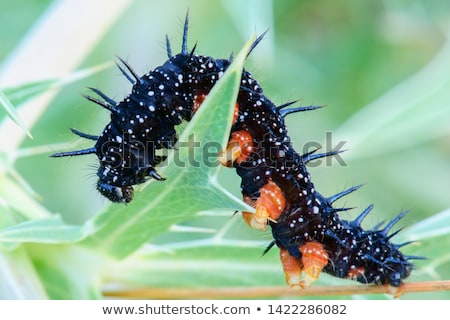 Foto stock: Caterpillar Peacock Butterfly Inachis Io