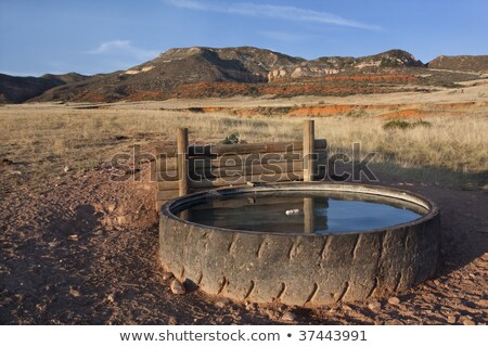Stock photo: Cattle Watering Hole In Colorado Mountains