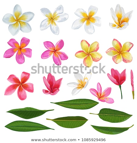 Stock photo: Plumeria