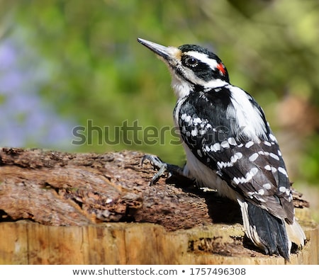 Foto stock: Hairy Woodpecker Male Bird