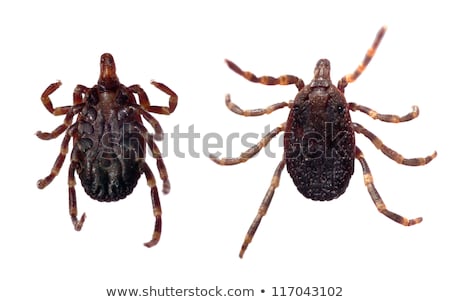 Foto stock: Tick - Parasitic Arachnid