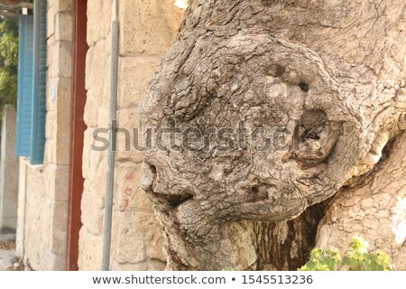 ストックフォト: Thick Tree With Interesting Bark Looking Up