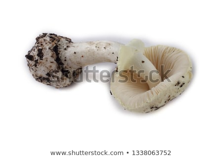 Foto stock: Ongo · Amanita · Verna