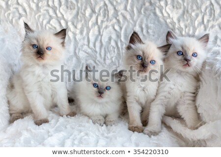 Foto stock: Four Young Ragdoll Cats Sitting In A Row