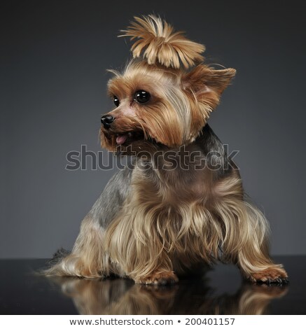 Zdjęcia stock: Yorkshire Terrier On The Gray Graduated Background