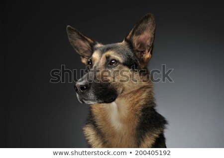 Stockfoto: German Shepherd Portait In The Gray Studio