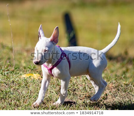 Stockfoto: Girl Standing In Green Grassy Field