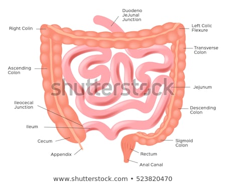 Stock fotó: Human Intestines Anatomy Background