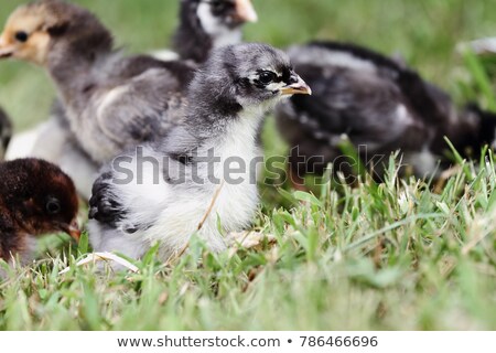 Foto d'archivio: Blue Cochin With Other Chicks