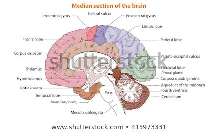 Stock fotó: An Anatomy Of Human Brain