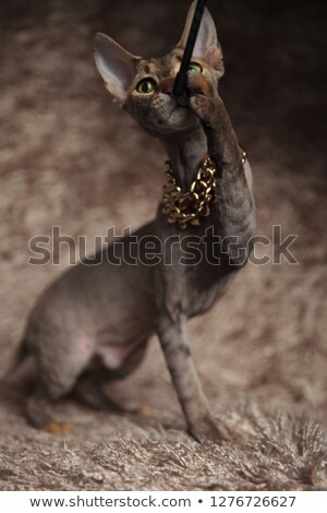 Stock foto: Playful Sphynx Cat Wearing Golden Collar Plays With Teaser Toy