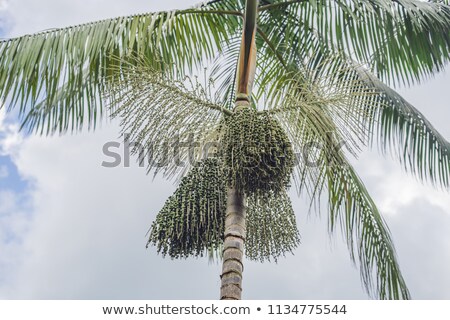 Foto stock: Super Food Amazon Acai Berry Growing On A Tree