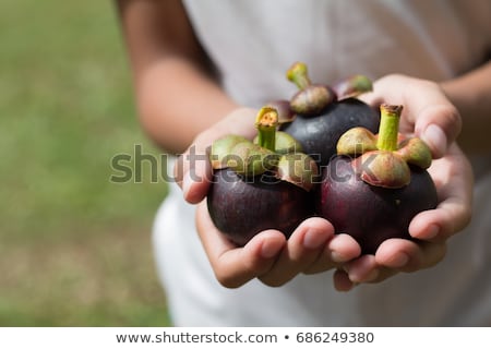 Foto d'archivio: Mangosteen On Farmer Hand Hold Tropical Fruit