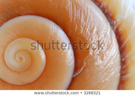 Stockfoto: Background Of A Seashell Surface Extreme Macro Image