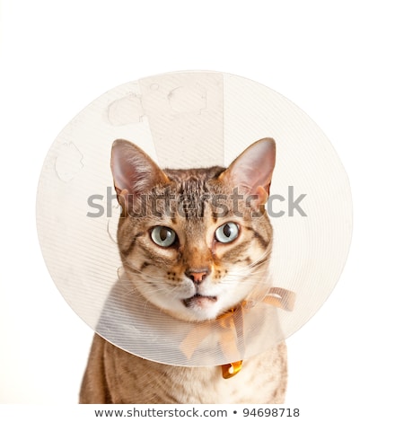 Stock photo: Cat Looking Sad In Neck Collar To Stop It Licking A Wound