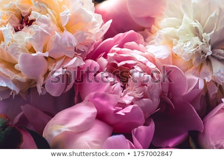 Foto d'archivio: Peony Flowers In Bloom As Floral Art On Pink Background Wedding Flatlay And Luxury Branding