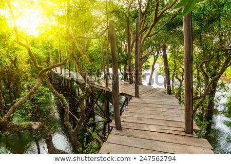 Zdjęcia stock: Wooden Bridge In Flooded Rain Forest Jungle Of Mangrove