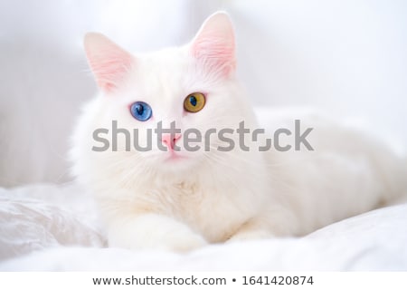 Сток-фото: Different Eyes Cat