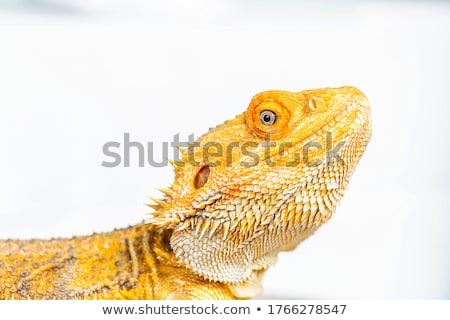 Zdjęcia stock: Bearded Dragon Reptile