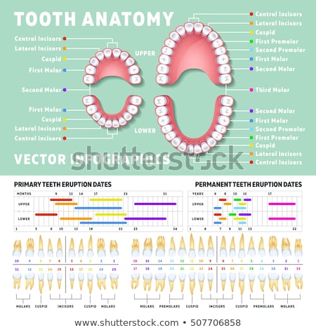 Foto stock: Anatomy Of The Tooth