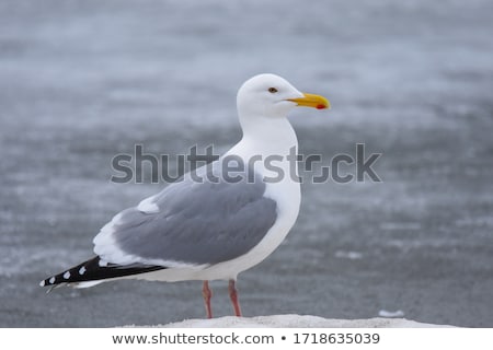 ストックフォト: Herring Gull