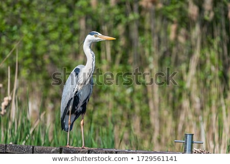 Stockfoto: Rijze · reiger