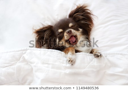 Stockfoto: Ermoeide · Schattige · Puppy · Geeuwen · Op · Kussen