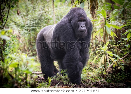 Foto stock: Muntain Gorilla Gorilla Beringei Beringei