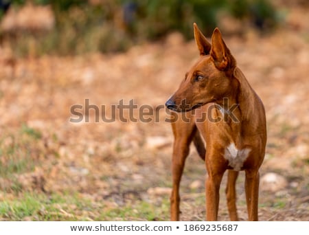 Stockfoto: Mix Podenco Dog