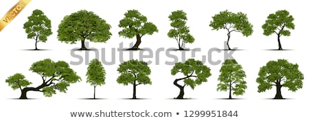 Stock fotó: Large Deciduous Tree Vector Illustration
