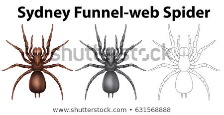 Foto d'archivio: Doodle Character For Sydney Funnel Web Spider