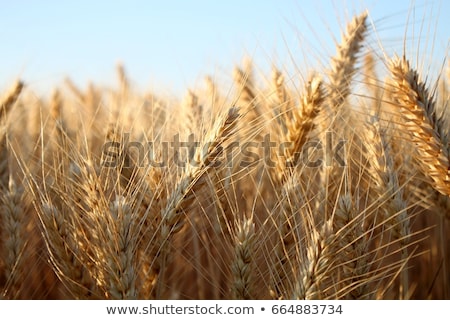 Foto stock: Barley Field