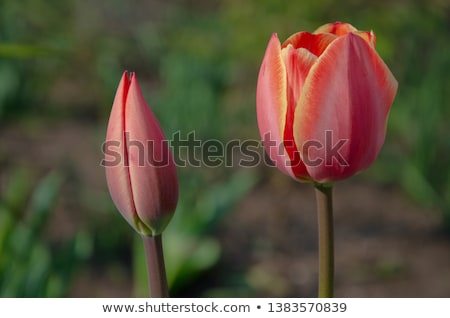 Stock photo: Buds Of Closed Red Tulips