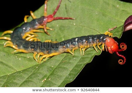 Foto stock: Peruvian Giant Yellow Leg Centipede