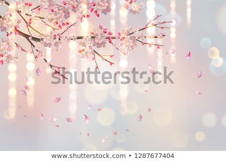 Fondo floreciente de las flores del ciruelo Foto stock © kostins