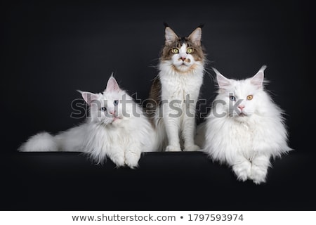 Stock photo: Solid White Odd Eyed Maine Coon