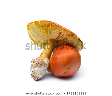 Stock photo: Amanita Caesarea Mushrooms