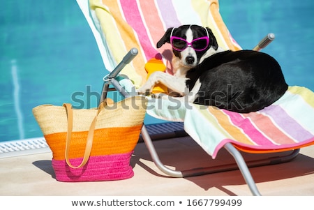 Stock foto: Swimming Pool And Hammock