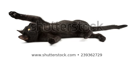 Stock photo: Black Cat Lying Isolated