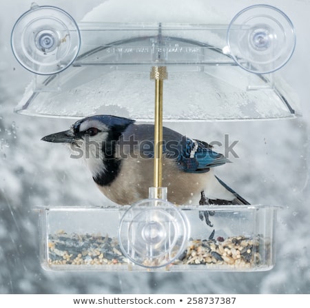 Foto stock: Blue Jay In Window Bird Feeder