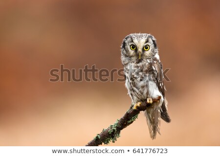 Foto stock: Boreal Owl In Autumn Leaves