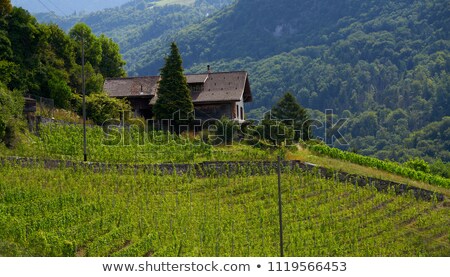 Stok fotoğraf: Tress On A Landscape