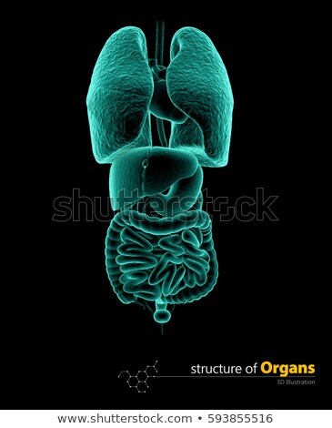 Stok fotoğraf: X Ray Internal Organs Set 3d Illustartion Isolated Black Background