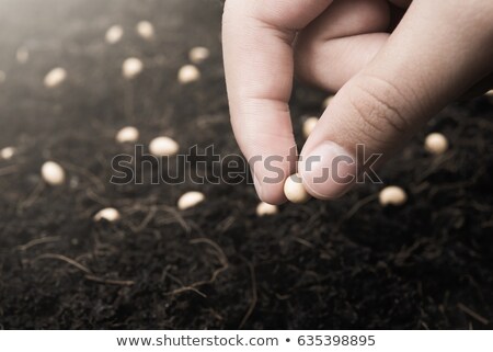 ストックフォト: Female Hand Seeding Soy Beans Into The Soil Ground