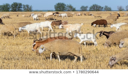 Stok fotoğraf: Sheep Herd Grazing On Wheat Stubble Field