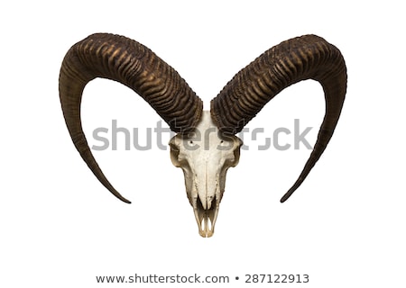 Stockfoto: Ram Skull With Horns